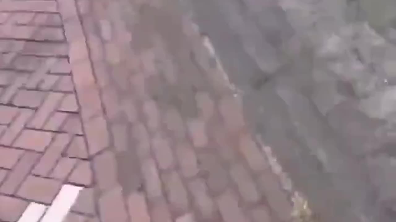 🚨BREAKING NEWS African migrants attacked elderly European man walking his dog.