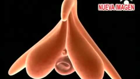 Revision of the new anatomical terms used for the clitoris and the female orgasm by sexologists