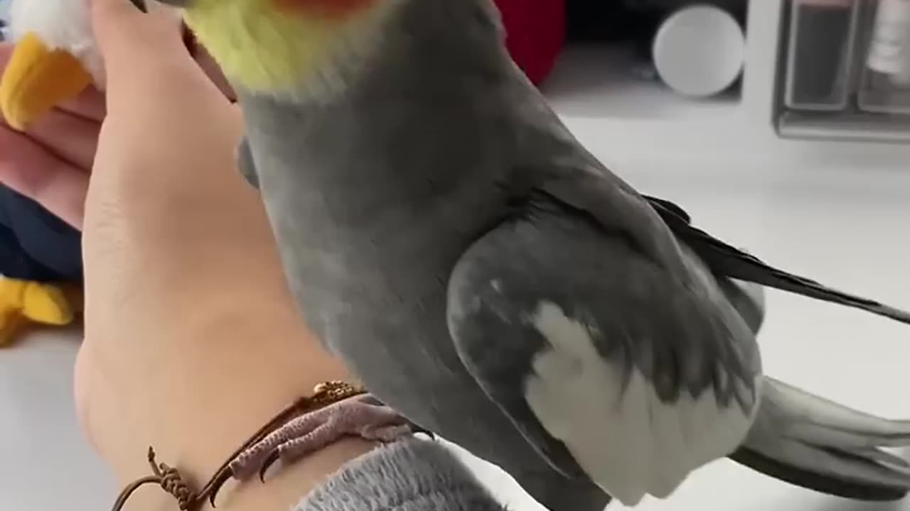 funny animals
