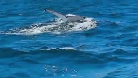 Whale watching in Australia!wich boat to choose?