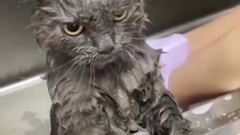 The cuteness of an angry cat who doesn't want to take a bath