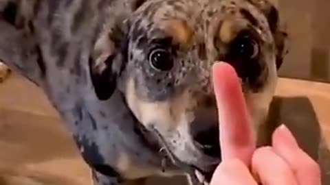 funnehy dogs