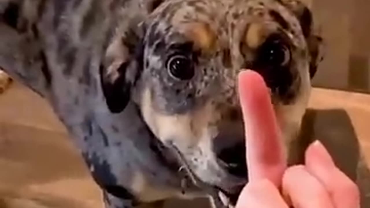funnehy dogs
