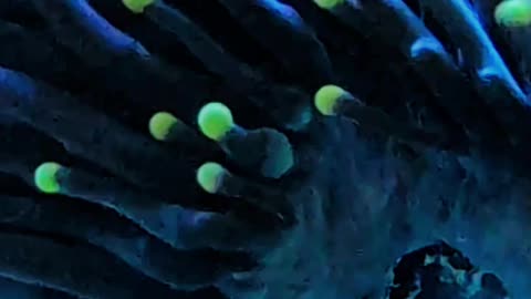 WHO’S THAT CORAL?! 🪸 Test Your Reef Knowledge! (Episode 3)