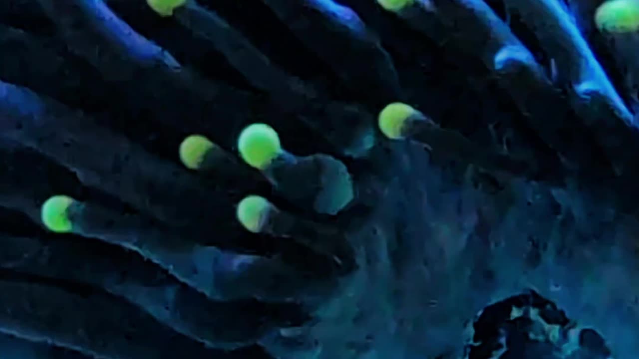 WHO’S THAT CORAL?! 🪸 Test Your Reef Knowledge! (Episode 3)