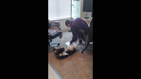 This Dog's Reaction To Belly Rubs Will Make Your Day