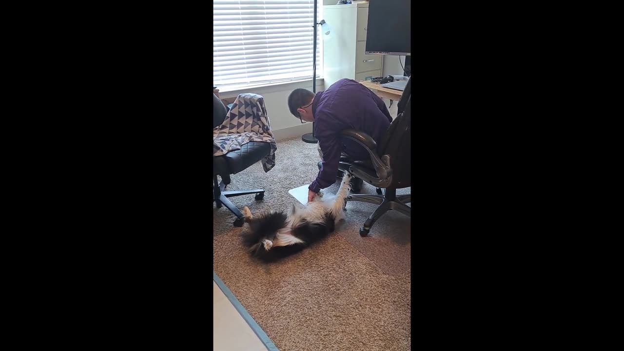 This Dog's Reaction To Belly Rubs Will Make Your Day