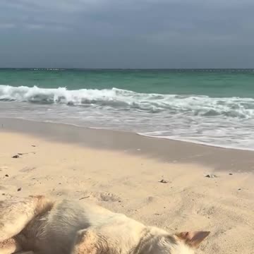 Taking in all the sun before winter comes