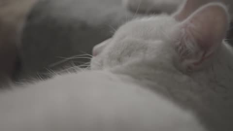 Cute Animal Ep17