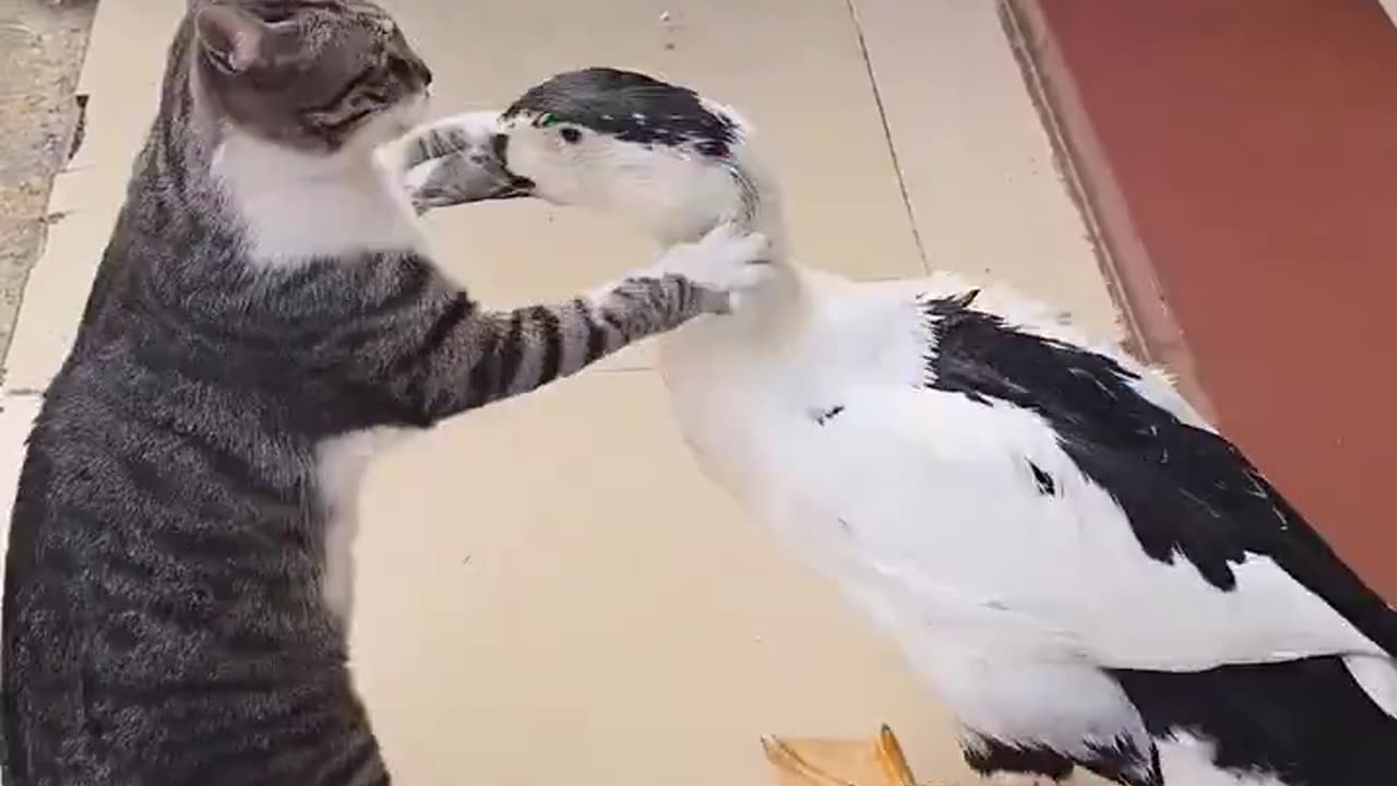 Fighting duck vs cat 😂