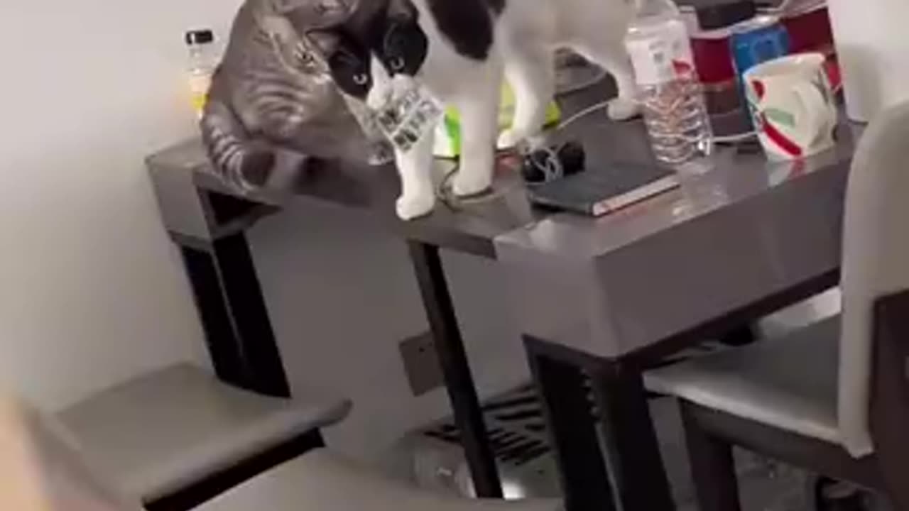 干坏事的猫猫被发现了
