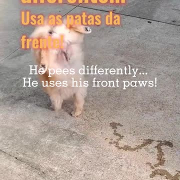 🐾 He pees differently... He uses his front paws! 😂
