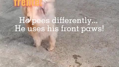 🐾 He pees differently... He uses his front paws! 😂