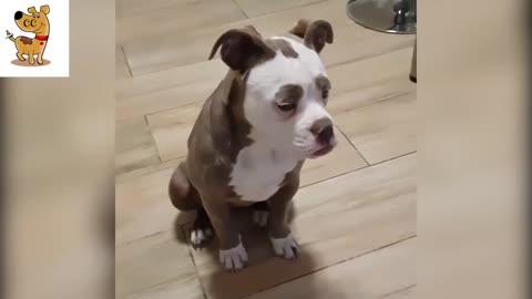 Cute animals