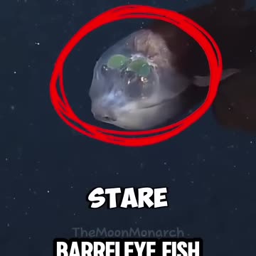 These deep sea monsters don’t just look terrifying