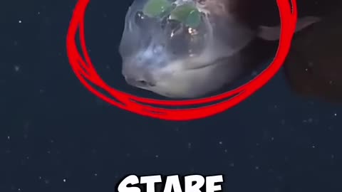 These deep sea monsters don’t just look terrifying