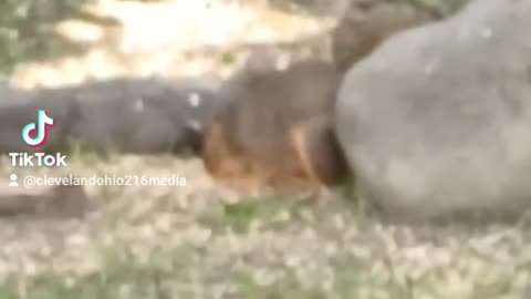 Cleveland Squirrel Eating Next To A Rock