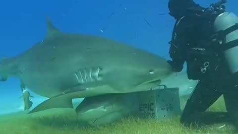 Sharks