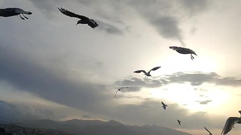 Nature and Animals