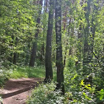 Midday Forest Sun: Pines & Warmth ☀️🌲