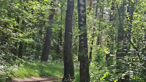 Midday Forest Sun: Pines & Warmth ☀️🌲