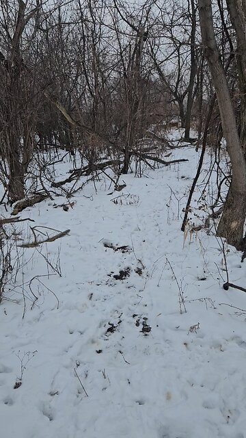 I Tried Sneaking up on These Two Deer