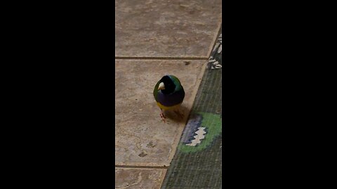 Finch thinks its a carpet print.