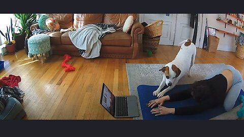 When Dogs Are Imitating Their Human 😂 Funny Dog and Human Videos