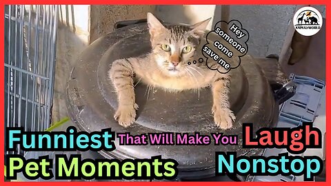 Funny Pet Moments That Will Make You Laugh Nonstop