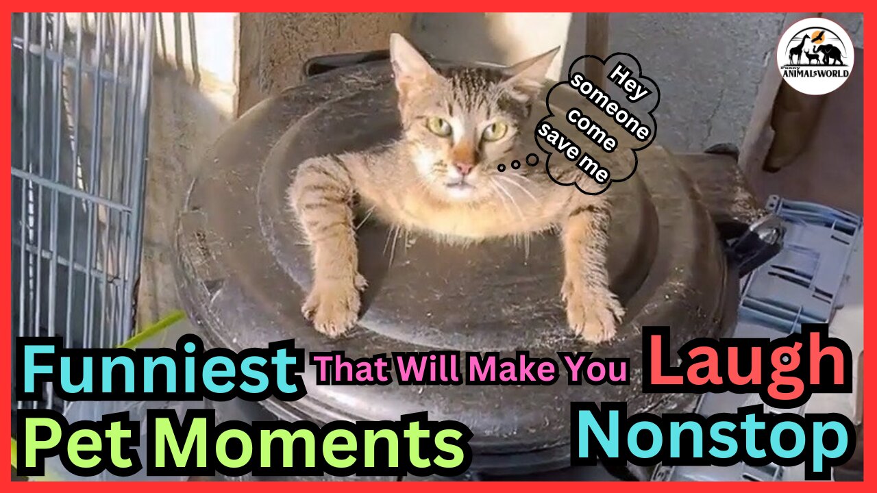 Funny Pet Moments That Will Make You Laugh Nonstop
