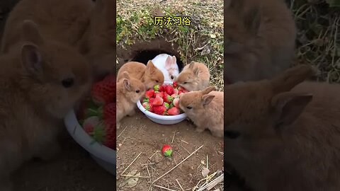 Rat, ox, tiger, rabbit, morning and evening, monkey, chicken, dog, pig, internal organs, cute pe