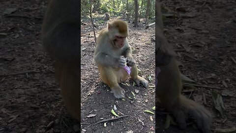 Clean freak monkeys are more clean freak monkeys than some people