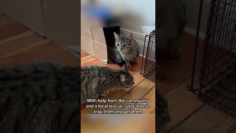 Neighbor threw the kittens into the cold and the girl couldnt leave them