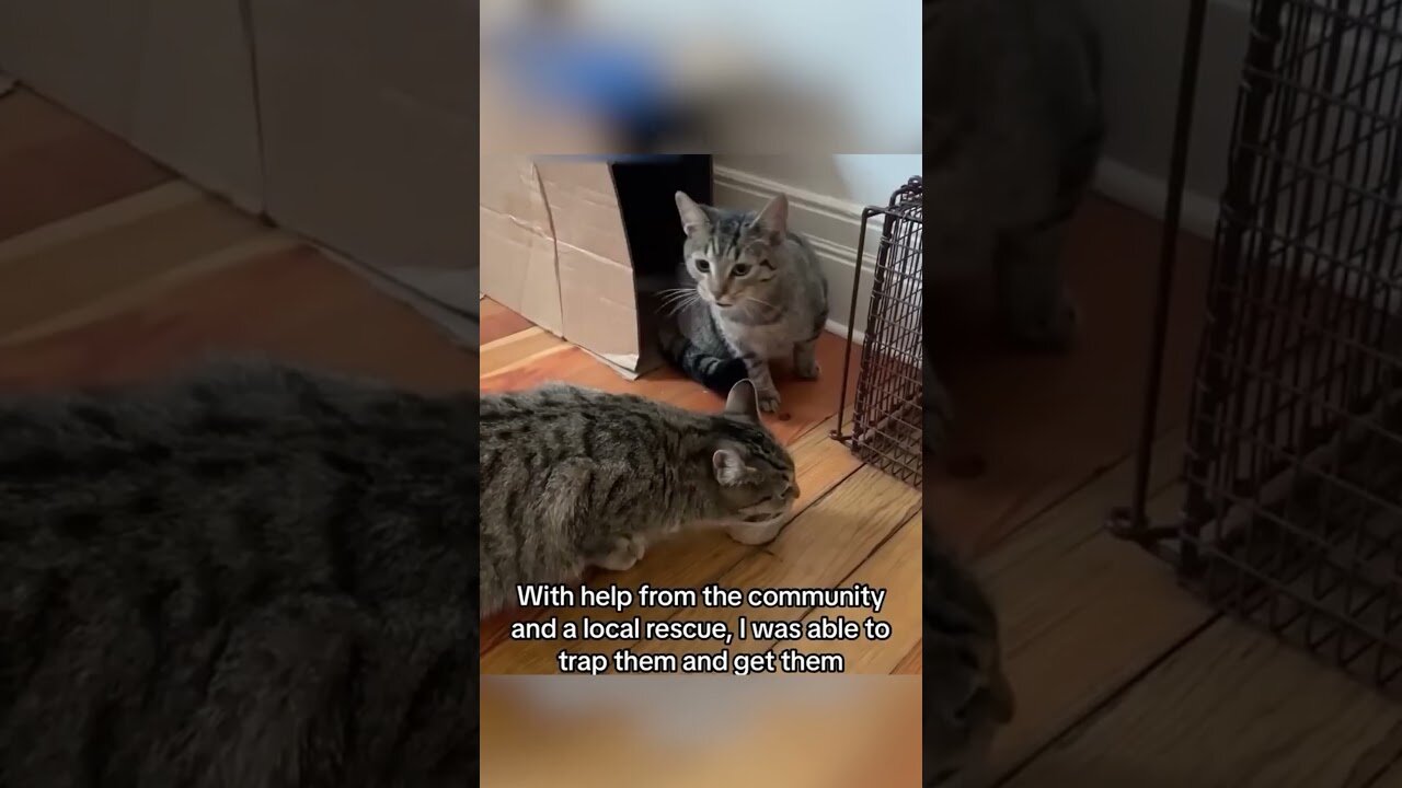 Neighbor threw the kittens into the cold and the girl couldnt leave them