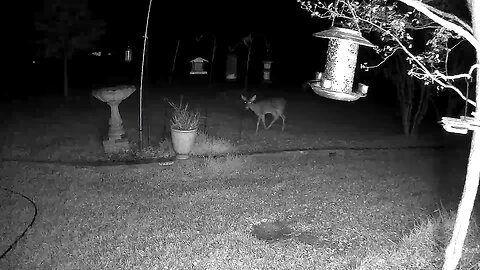 'Mighty domestic deer.