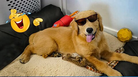 2025’s Funniest Dogs & Cats 😂 You Won’t Stop Laughing! | You Laugh You lose 😍😸😹 #Ep56
