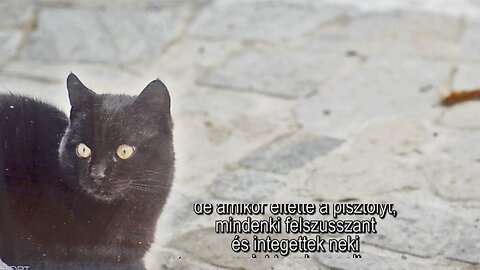 Macska Sam