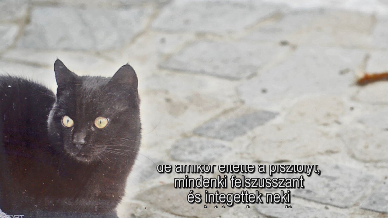 Macska Sam