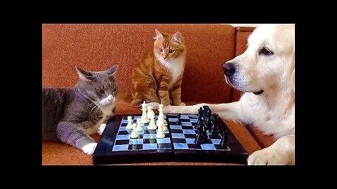 World's most dramatic cats...