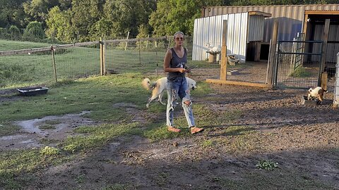 Scratching for the herd, will luck meet the farm?