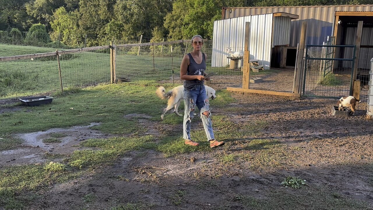 Scratching for the herd, will luck meet the farm?