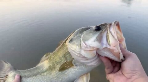 Catfishing for bass
