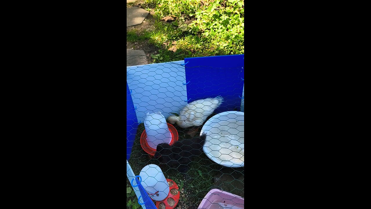 The Dumplings enjoying the beautiful weather outside together...