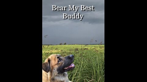 Bear