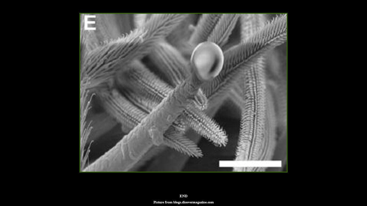 Spiderwebs (Part#3) "Microscopic Webs"