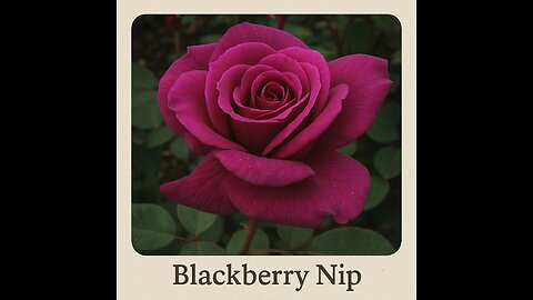 8 Criminally Underrated Roses