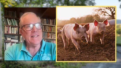 All About PIGS - Joel Salatin