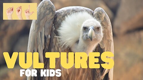 ASL Vultures for Kids