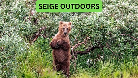 Katmai National Park Bear Feeding Live Stream!