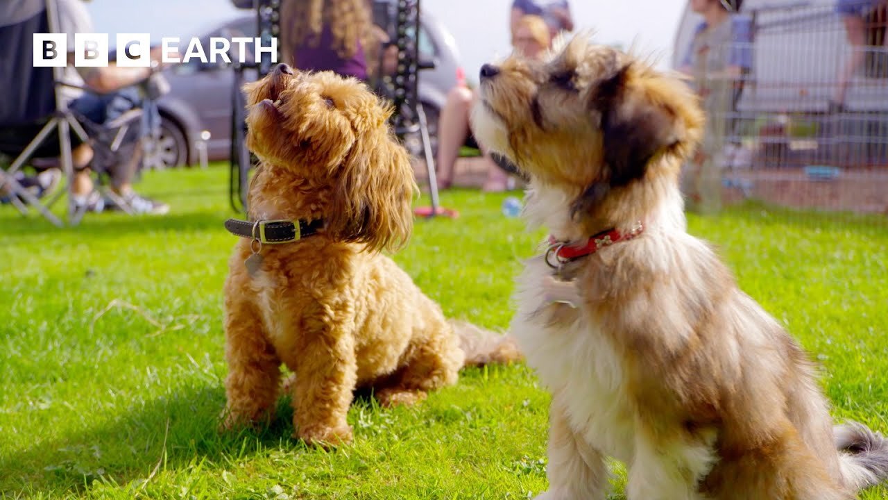 Playtime Party for Pretty Pups | Wonderful World of Puppies | BBC Earth